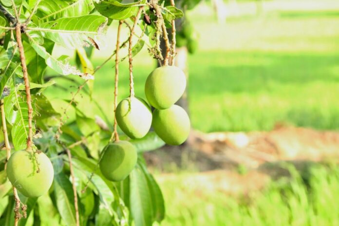 Mango Farming – The Profitable Guide For King Of Fruits